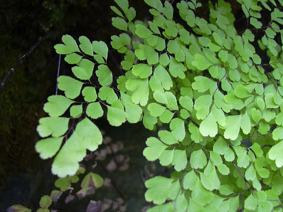 Maidenhair fern (Adiantum raddianum)