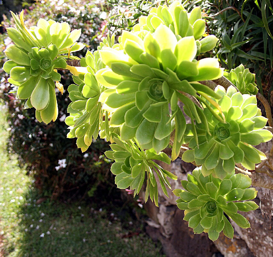 Aeonium (Aeonium arboreum)
