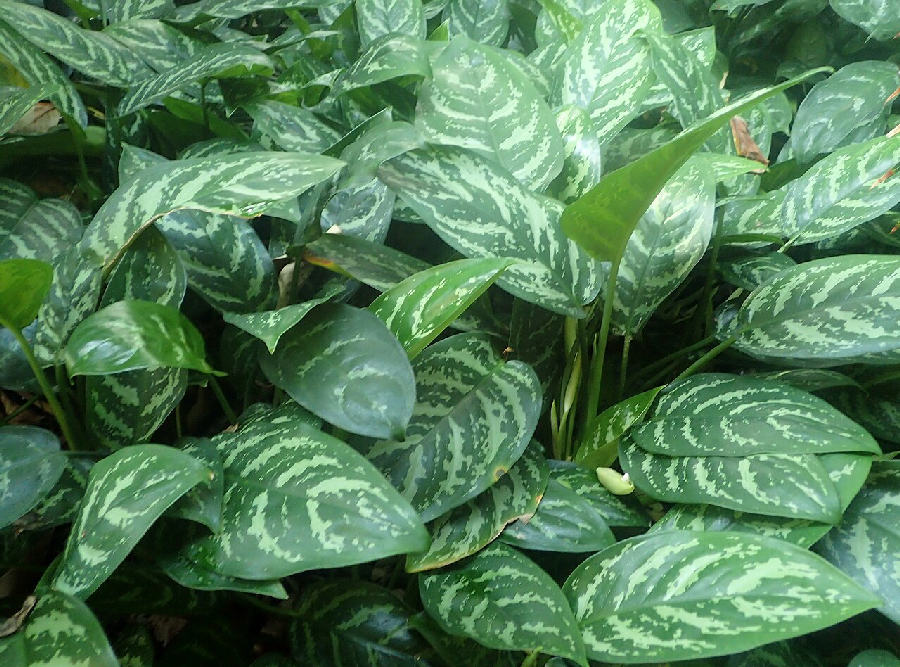 Chinese evergreen (Aglaonema commutatum)