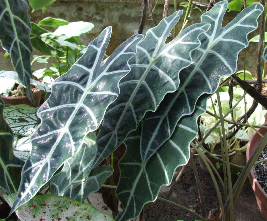 Alocasia (Alocasia × amazonica)