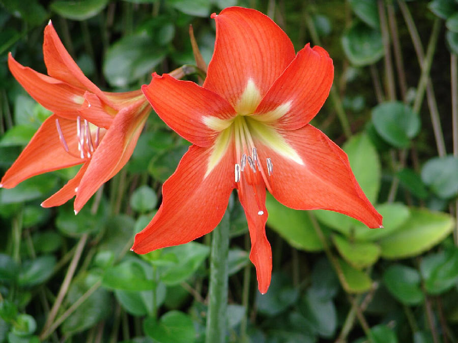 Amaryllis (Hippeastrum)