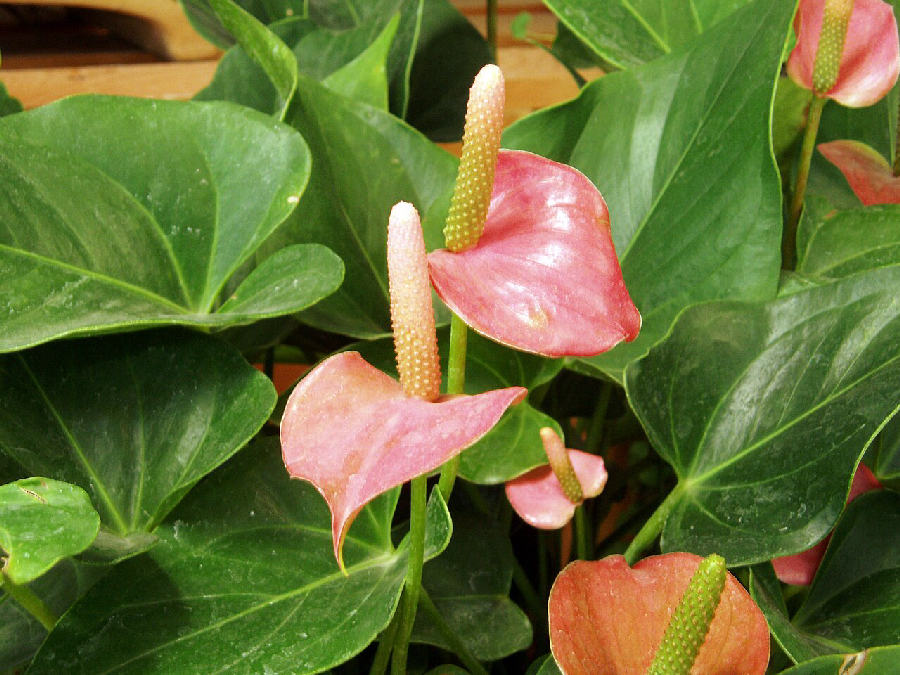 Anthurium (Anthurium andraeanum)
