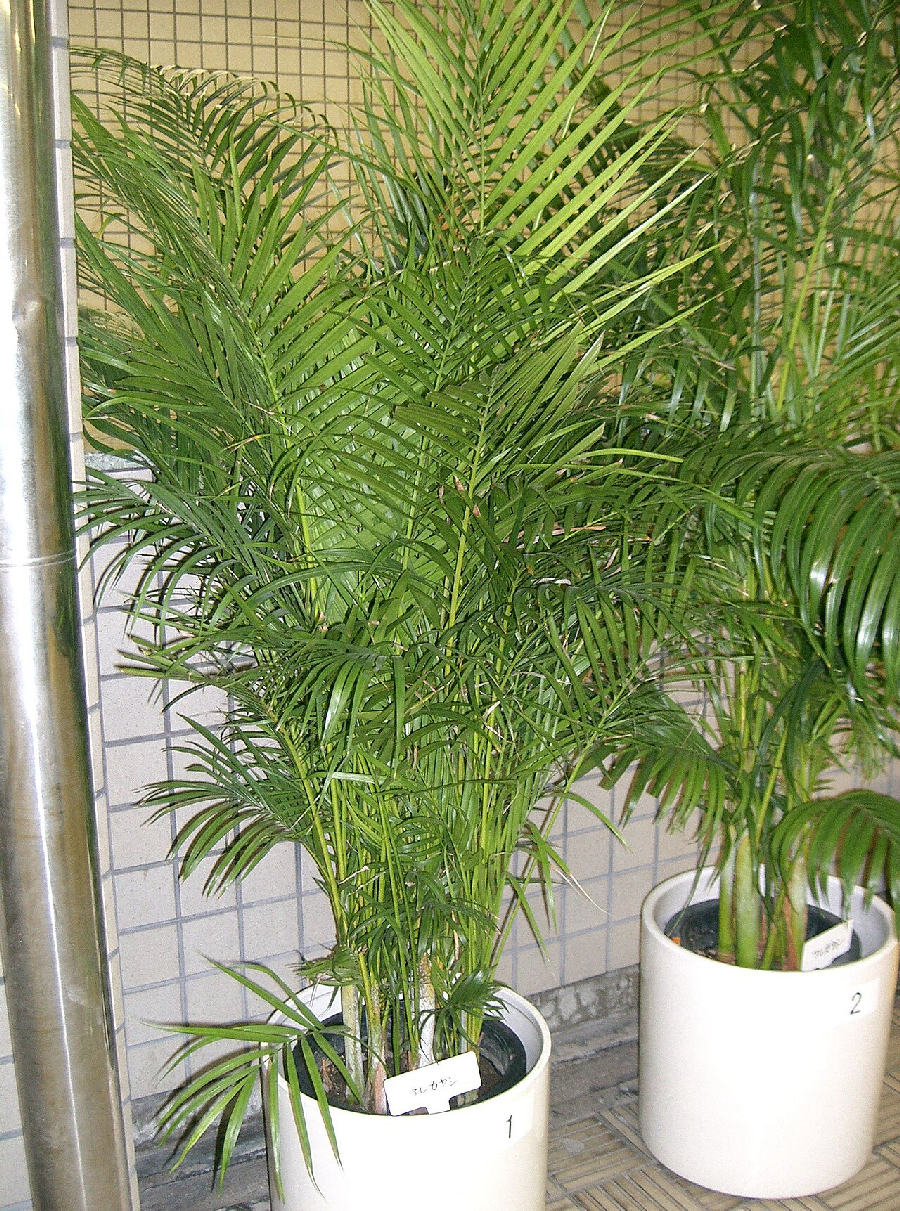 Areca palm (Dypsis lutescens)