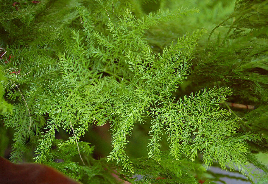 Asparagus fern (Asparagus setaceus)