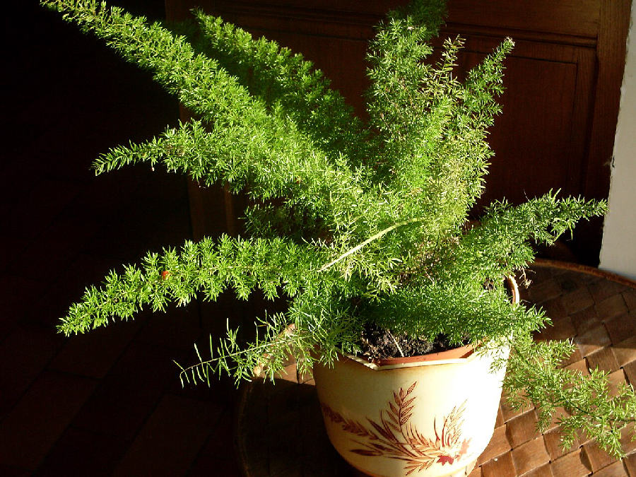 Sprenger's asparagus (Asparagus densiflorus)