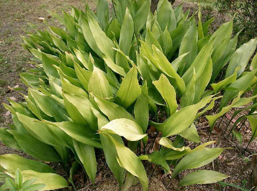 Cast iron plant (Aspidistra elatior)