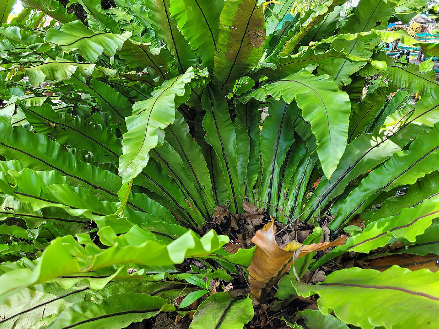 Bird's nest fern (Asplenium nidus)