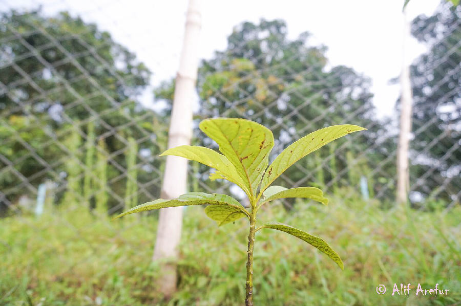 Avocado tree (Persea americana)