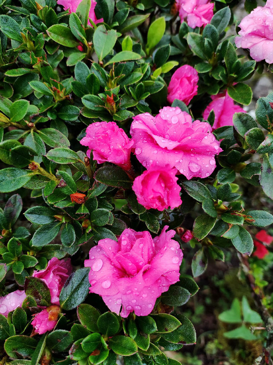 Azalea (Rhododendron simsii)