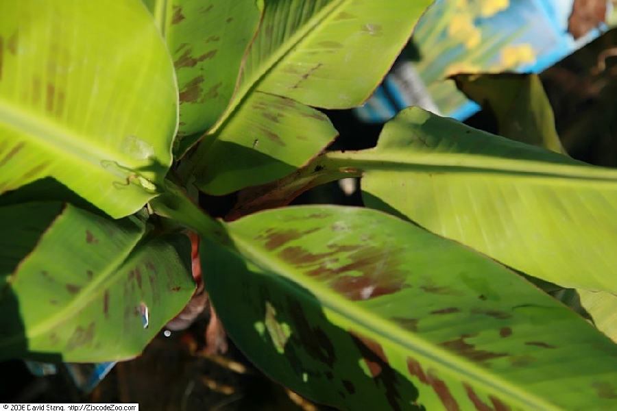 Banana plant (Musa acuminata)
