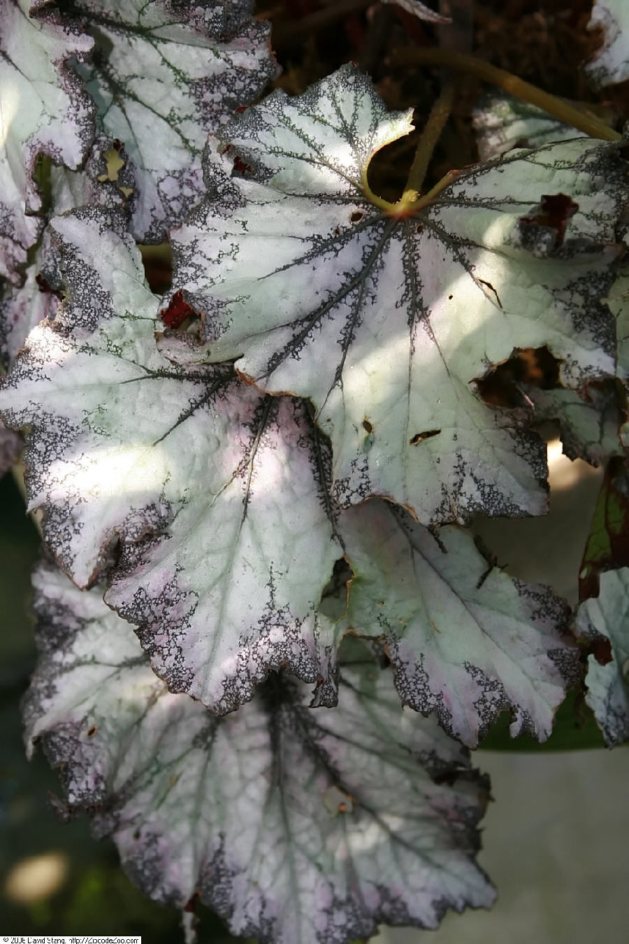 Rex begonia (Begonia rex-cultorum)