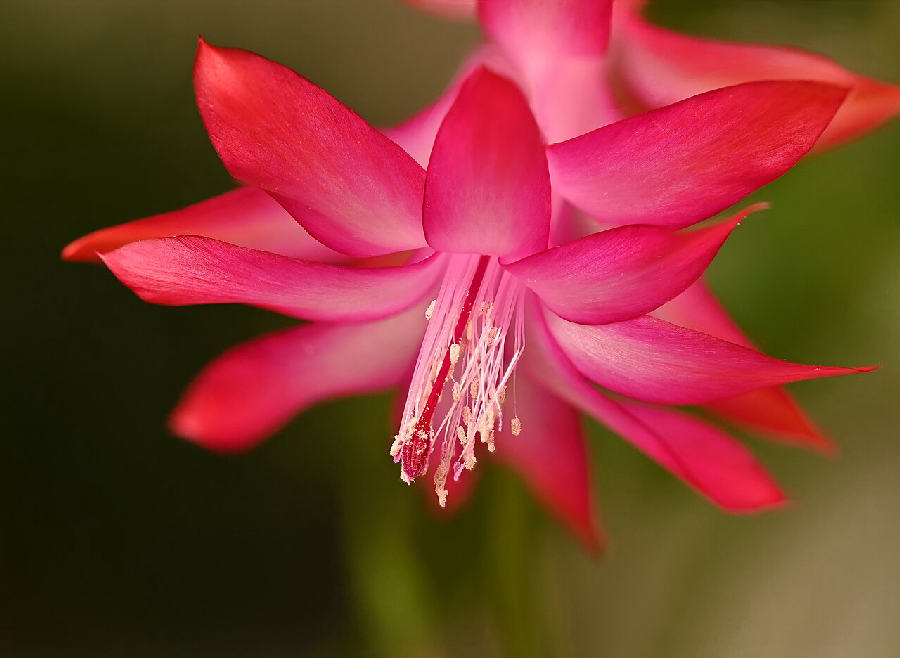 Christmas cactus