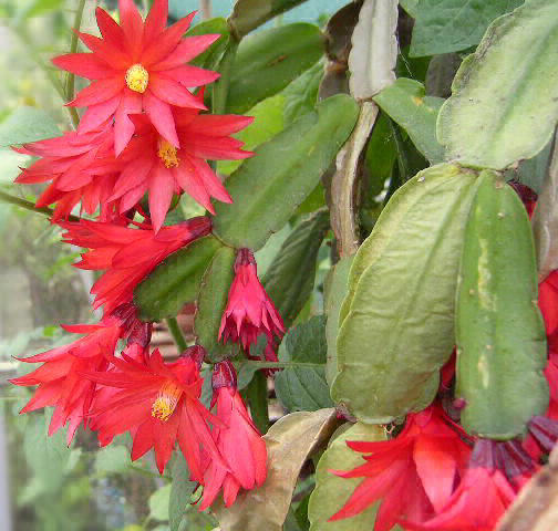 Easter cactus (Rhipsalidopsis gaertneri)
