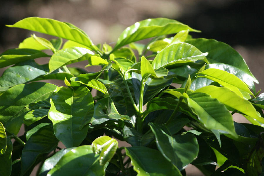 Coffee plant (Coffea arabica)