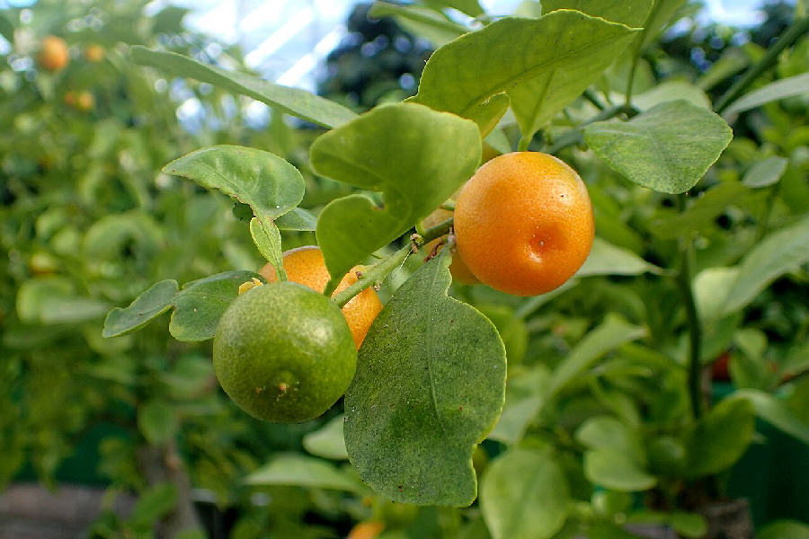 Calamondin (Citrus × microcarpa)