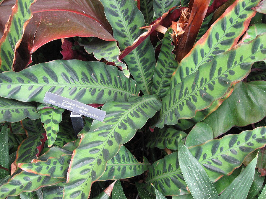 Rattlesnake plant (Goeppertia insignis)