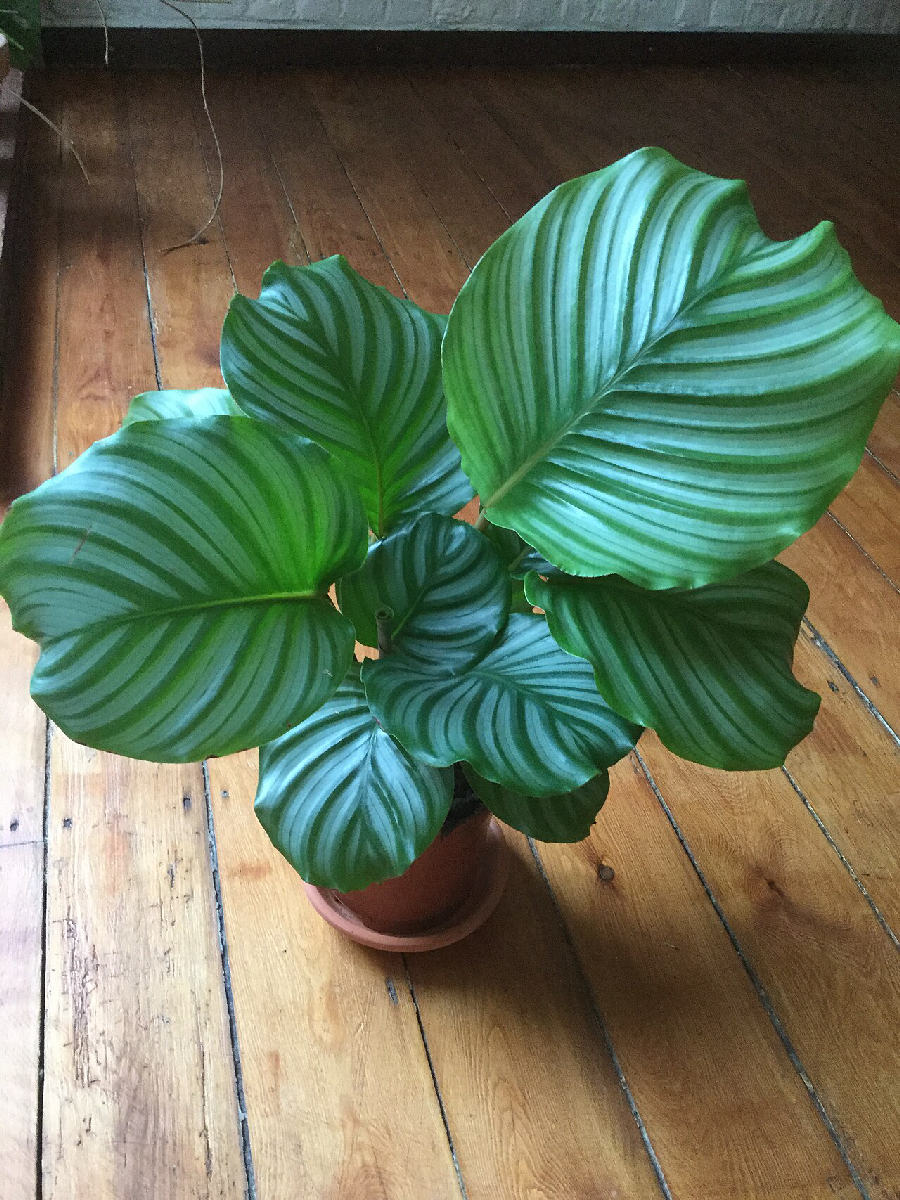 Calathea orbifolia (Goeppertia orbifolia)