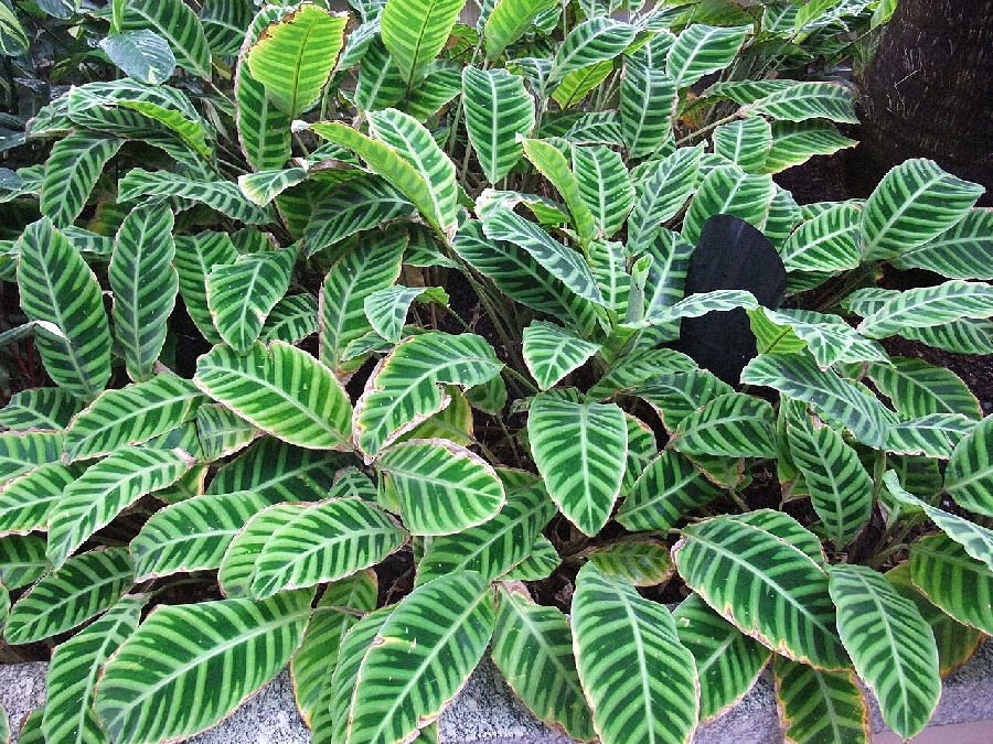 Zebra plant (Goeppertia zebrina)