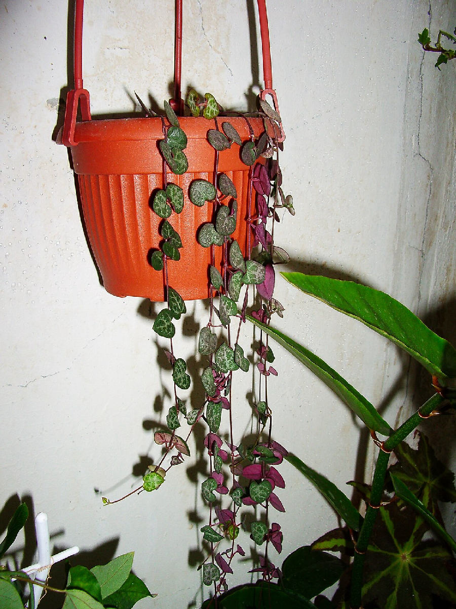 Chaîne des cœurs (Ceropegia woodii)
