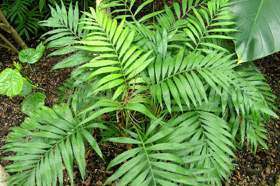 Parlour palm (Chamaedorea elegans)