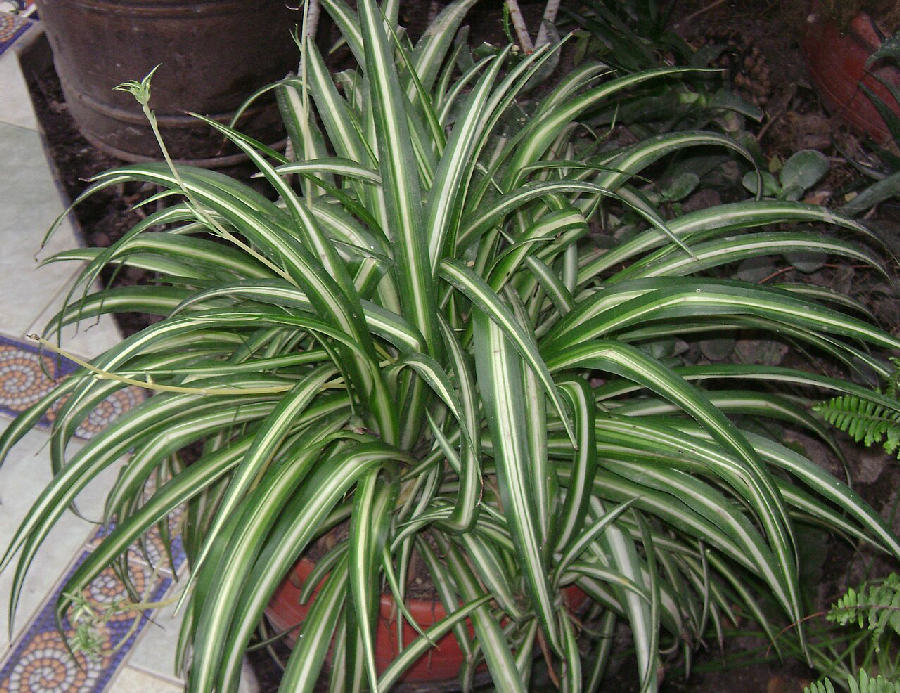 Spider plant (Chlorophytum comosum)