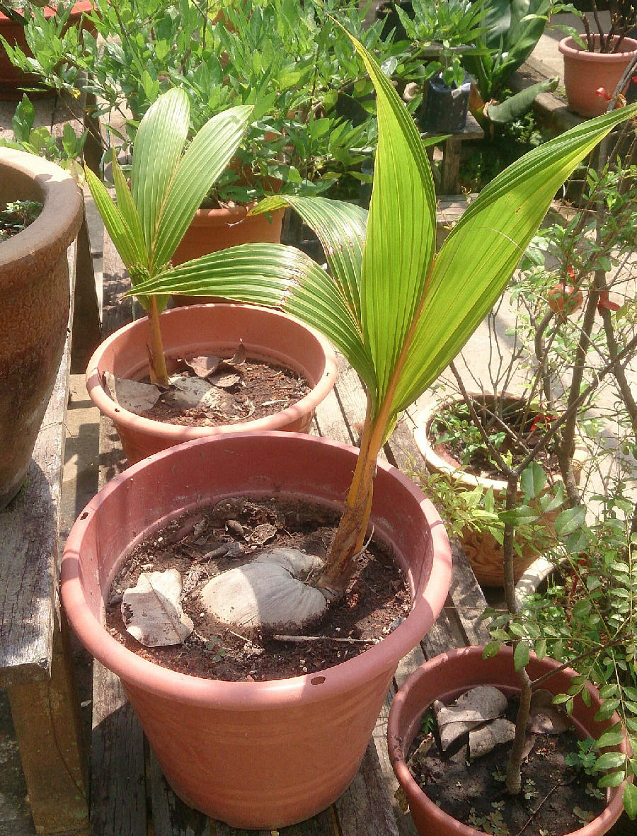 Coconut palm (Cocos nucifera)