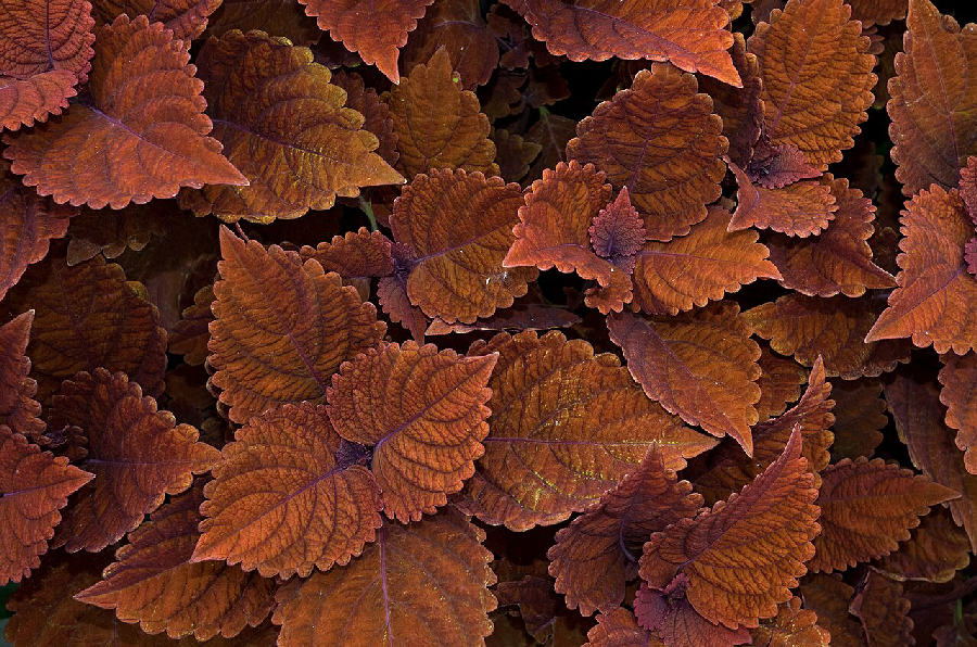 Coleus (Coleus scutellarioides)