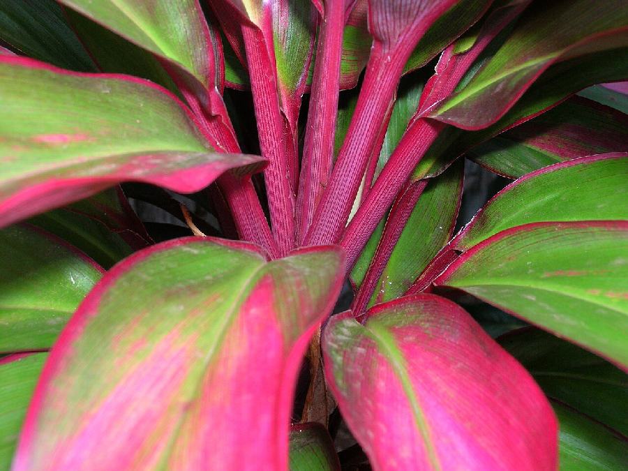Ti plant (Cordyline fruticosa)