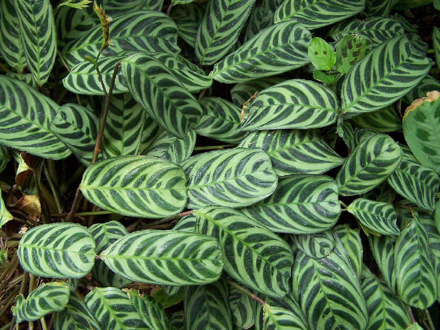 Ctenanthe (Ctenanthe burle-marxii)