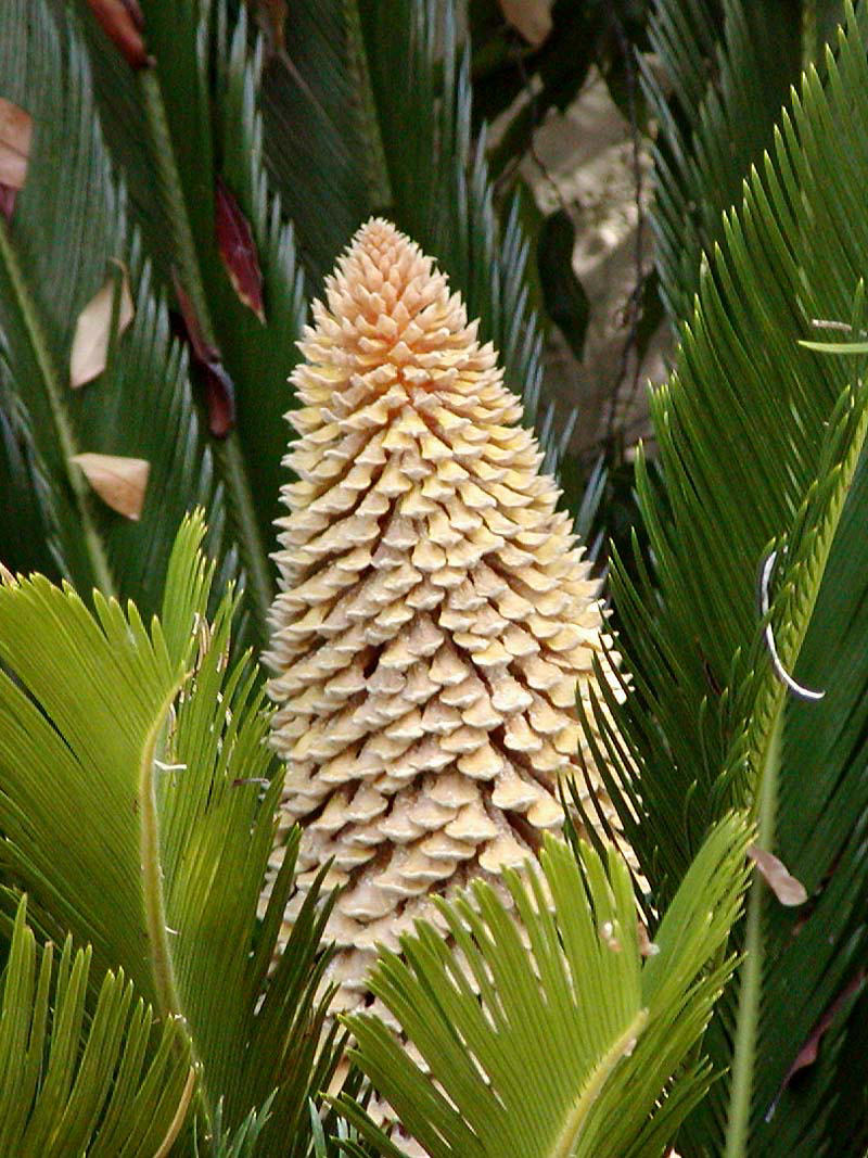 Sago palm (Cycas revoluta)