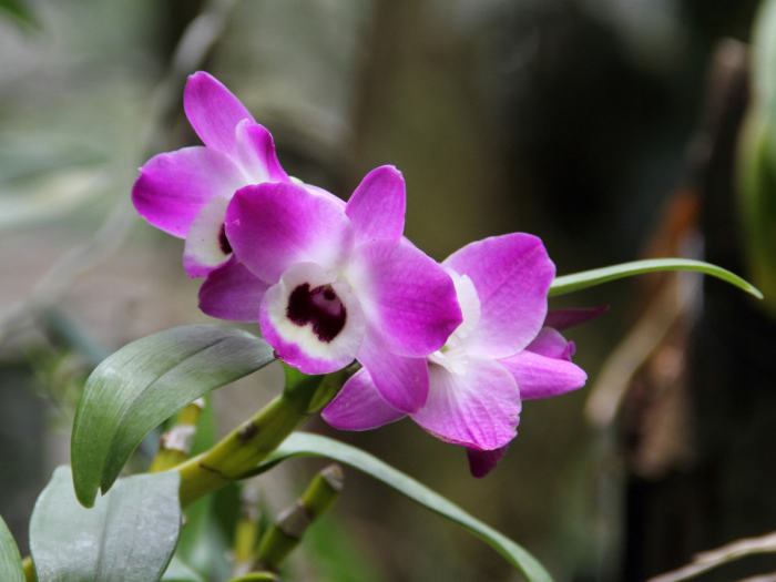 Dendrobium orchid (Dendrobium nobile)