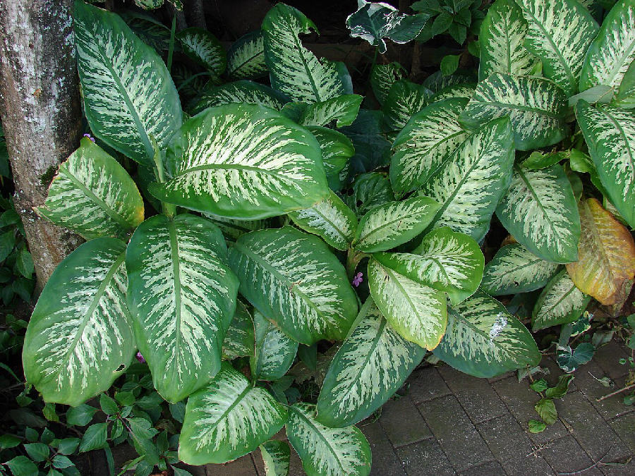 Dumb cane (Dieffenbachia seguine)
