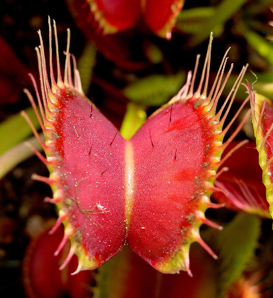 Venus flytrap (Dionaea muscipula)
