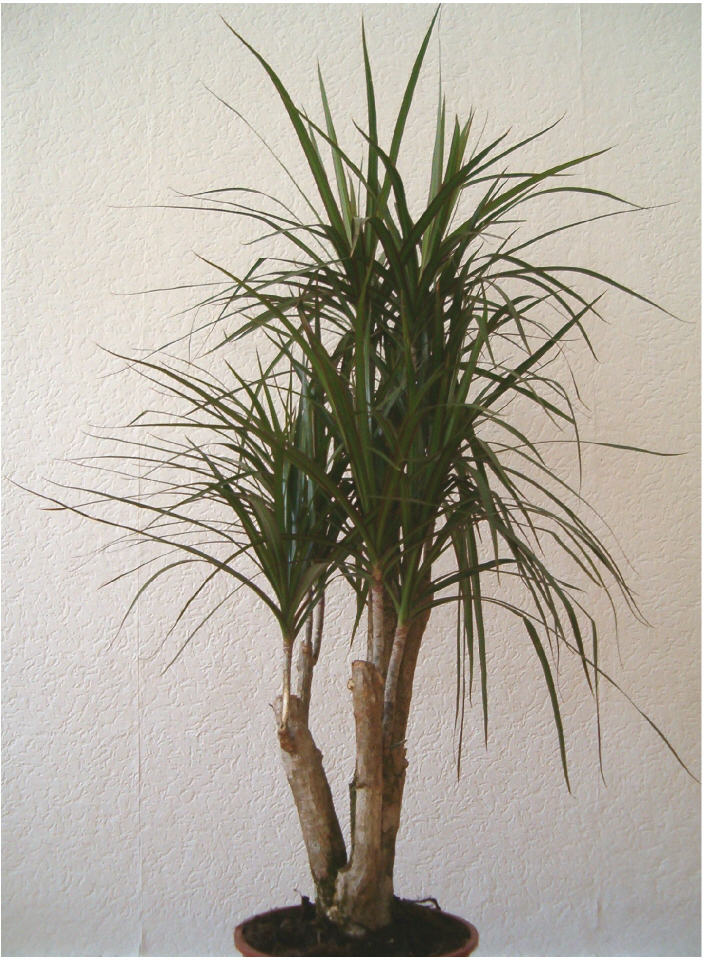 Dragon tree (Dracaena marginata)