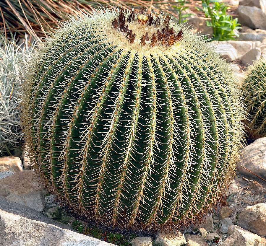 Golden barrel cactus (Echinocactus grusonii)