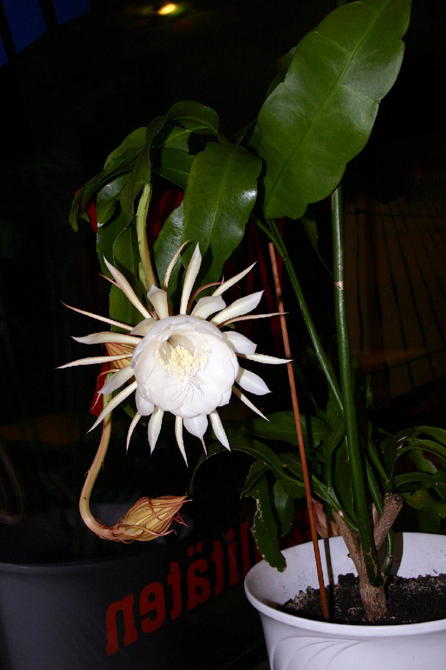 Orchid cactus (Epiphyllum)
