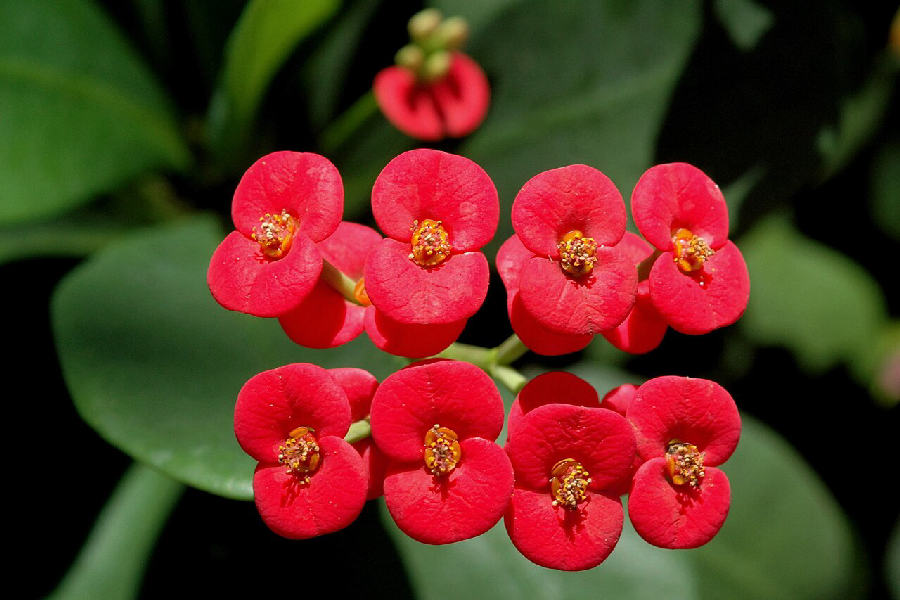 Épine du Christ (Euphorbia milii)