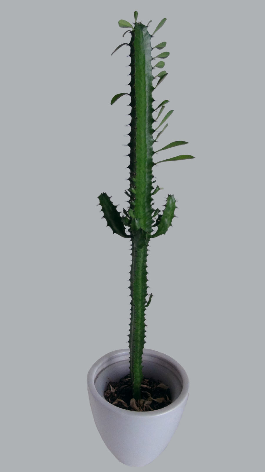 Euphorbe cactus (Euphorbia trigona)