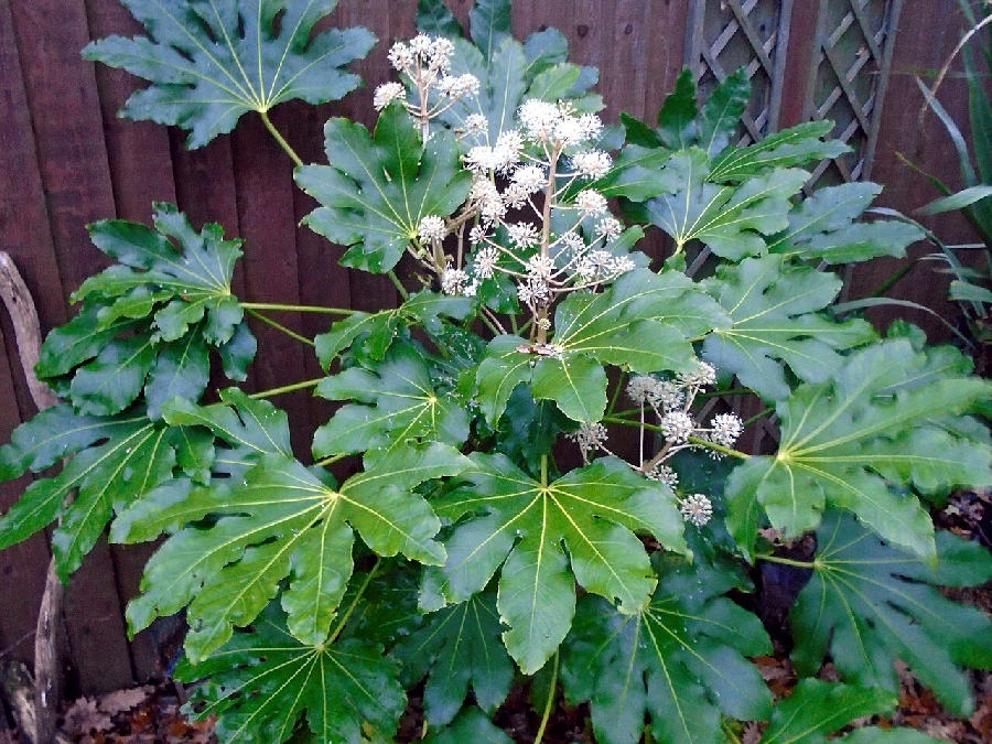 Japanese aralia (Fatsia japonica)