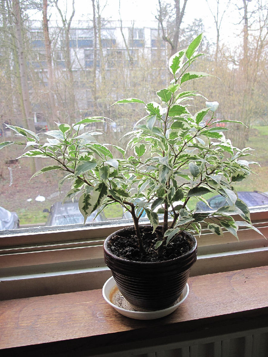 Weeping fig (Ficus benjamina)