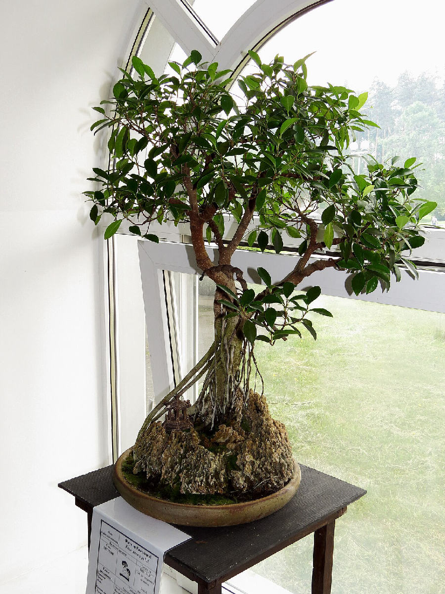 Ginseng ficus (Ficus microcarpa)