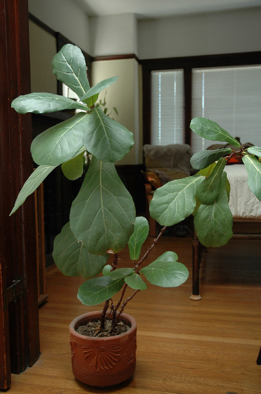 Ficus lyrata (Ficus lyrata)