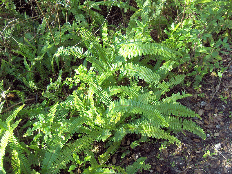 Fougère de Boston (Nephrolepis exaltata)