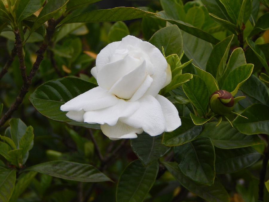 Gardenia (Gardenia jasminoides)