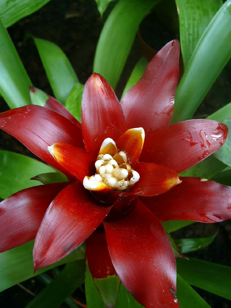 Guzmania (Guzmania lingulata)