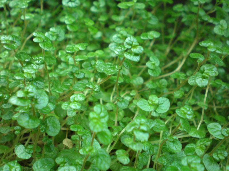 Baby's tears (Soleirolia soleirolii)