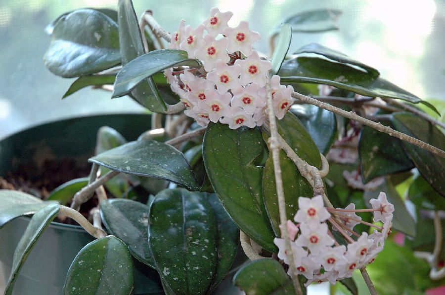 Wax plant (Hoya carnosa)