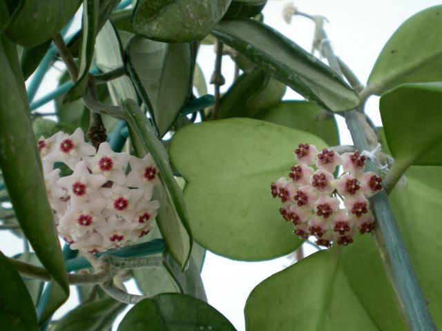 Hoya cœur (Hoya kerrii)