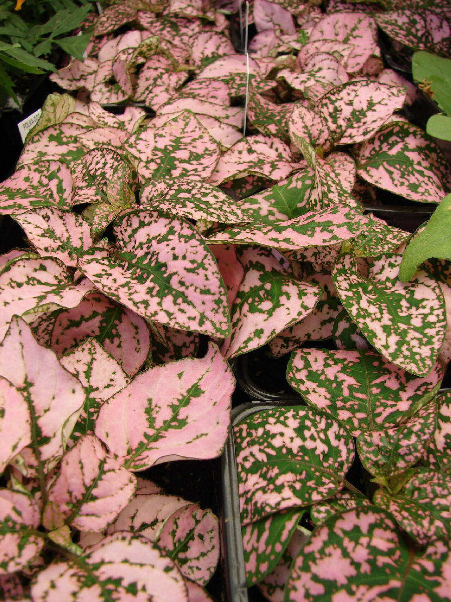 Polka dot plant (Hypoestes phyllostachya)