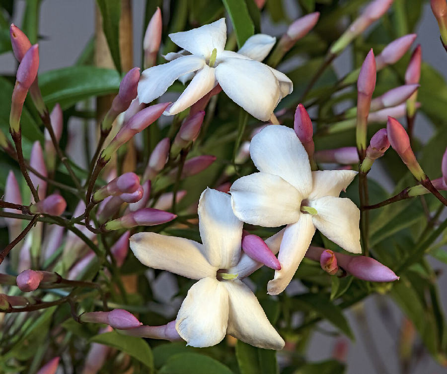Pink jasmine (Jasminum polyanthum)